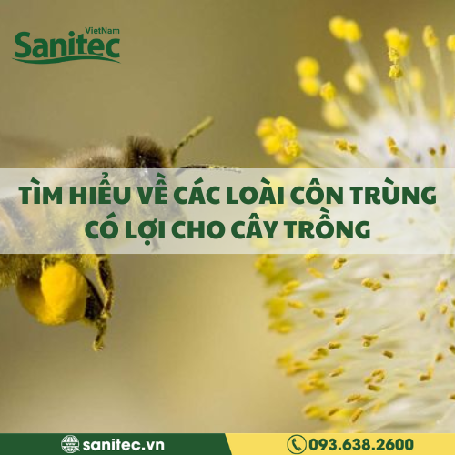 TÌM HIỂU VỀ CÁC LOÀI CÔN TRÙNG CÓ LỢI CHO CÂY TRỒNG